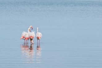 Greater Flamingo (Phoenicopterus roseus), Least Concern (LC), feeding in shallow water, Ramsar