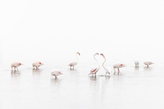 Greater Flamingo (Phoenicopterus roseus), Least Concern (LC), feeding in shallow water, Ramsar