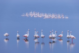 Greater Flamingo (Phoenicopterus roseus), Least Concern (LC), feeding in shallow water, Ramsar