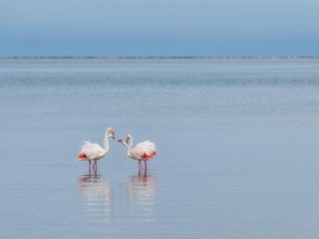 Greater Flamingo (Phoenicopterus roseus), Least Concern (LC), feeding in shallow water, Ramsar