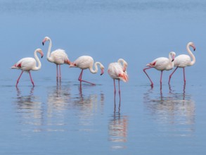 Greater Flamingo (Phoenicopterus roseus), Least Concern (LC), feeding in shallow water, Ramsar