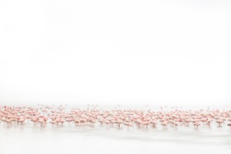 Lesser Flamingo (Phoenicopterus minor), Near Threatened, resting in shallow water, Ramsar site,