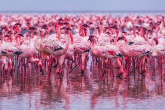 Lesser Flamingo (Phoenicopterus minor), Near Threatened, feeding in shallow water, Ramsar site,
