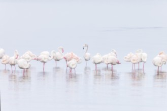 Walvis bay, Greater flamingos (Phoenicopterus roseus) resting and wading in shallow waters, Walvis