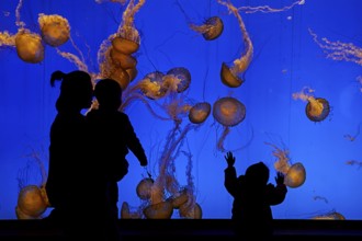 Shanghai Aquarium, women with two children observing jellyfish, Shanghai, China, Asia