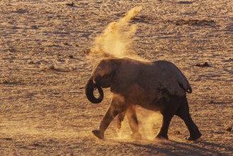 Elephants (Loxodonta africana), an elephant taking a dust bath, endangered species, Red List IUCN,