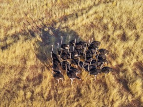 Ostriches (Struthio camelus), group moving across the dry savannah, aerial view, Damaraland region,