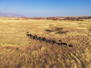 Ostriches (Struthio camelus), group moving across the dry savannah, aerial view, Damaraland region,