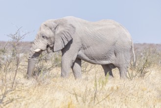 Elephants (Loxodonta africana), male elephant feeding, endangered species, Red List IUCN, Etosha