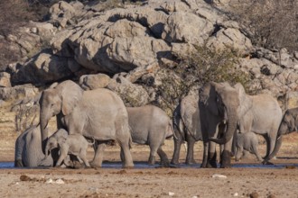 Elephants (Loxodonta africana), herd drinking at a waterhole, endangered species, Red List IUCN,