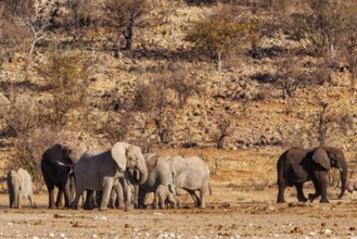 Elephants (Loxodonta africana), herd drinking at a waterhole, endangered species, Red List IUCN,