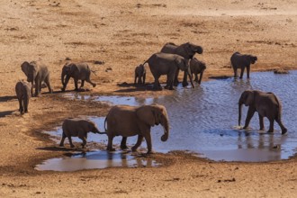 Elephants (Loxodonta africana), herd drinking at a waterhole, endangered species, Red List IUCN,