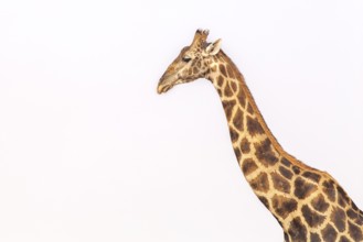 Giraffe (Giraffa camelopardalis), portrait, Vulnerable species (IUCN Red List), Etosha National