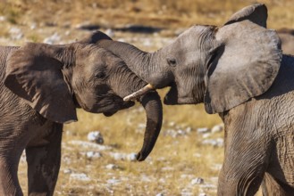 Elephants (Loxodonta africana), two juveniles playing, endangered species, Red List IUCN, Etosha