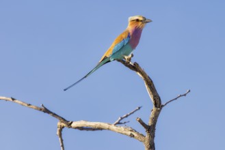 Lilac-breasted roller (Coracias caudatus), resting on a branch, Etosha National Park, Namibia