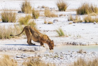 Desert lion (Panthera leo), Vulnerable (IUCN Red List), drinking at a waterhole, Etosha National
