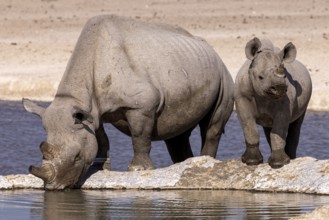 White rhinoceros (Ceratotherium simum), mother with calf at a waterhole, Near Threatened species,