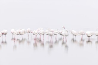 Greater Flamingo (Phoenicopterus roseus), Least Concern (LC), feeding in shallow water, Ramsar