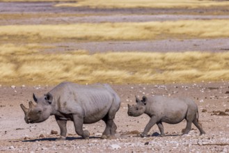 White rhinoceros (Ceratotherium simum), mother with calf walking across the savannah, Near
