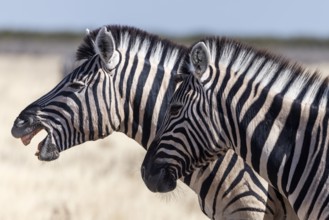 Plains zebra (Equus quagga), portrait of two plains zebra, Etosha National Park, Namibia