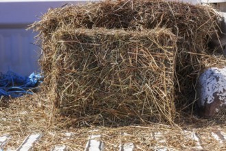 Close-up of bales of hay in open back of white pick-up truck in late summer, Quebec, Canada