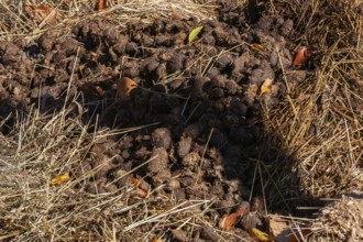 Close-up of fresh manure mixed with leaves and straw and used as organic fertilizer for growing