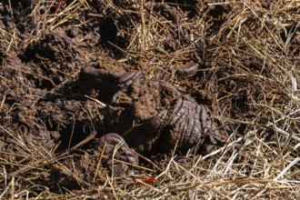 Close-up of fresh manure mixed with straw and used as organic fertilizer for growing crops in
