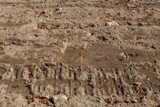 Excavator machinery tracks on compacted tan and light brown sand with scatterted fallen leaves at