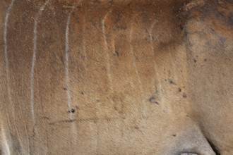 Close-up of nuanced light brown and tan short hair animal hide with grey linear striped patterns,