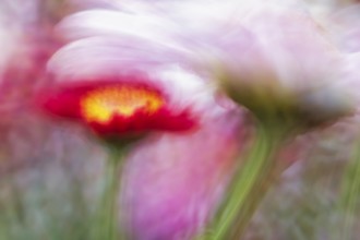 Artistic close-up of an Aster (Aster), showing its delicate petals and yellow center, captured with