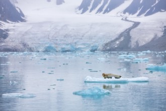 Bearded seals (Erignathus barbatus) resting on an ice floe, Svalbard (Spitsbergen), Arctic, Norway