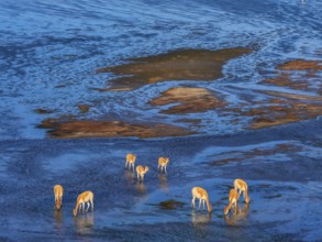 Laguna Colorada, Wild vicuñas (Vicugna vicugna) grazing in the wetlands, Los Lípez Ramsar Wetland,