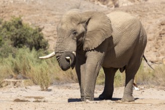 Elephant (Loxodonta africana), the desert adapted elephants, subspecies referred to as Loxodonta