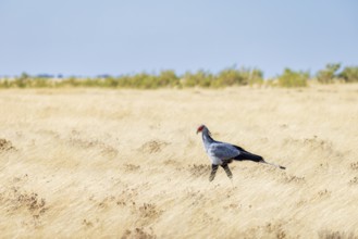 Secretarybird (Sagittarius serpentarius), Endangered, IUCN Red List, walks through the savannah