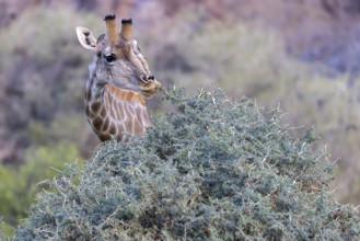 Giraffe (Giraffa camelopardalis), feeding on bushes, Hoanib Riverbend, ephemeral river, Kunene