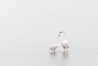 Greater Flamingo (Phoenicopterus roseus), Least Concern (LC), Two flamingos interacting, Ramsar