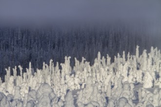 Riisitunturi National Park, winter taiga spruce trees covered in heavy frost and snow call Tykky,