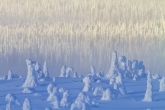 Riisitunturi National Park, Winter taiga spruce trees covered in heavy frost and snow call Tykky,