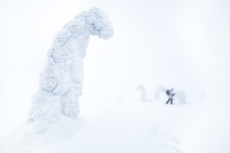 Riisitunturi National Park, woman visiting the park wearing snowshoes, winter taiga spruce trees