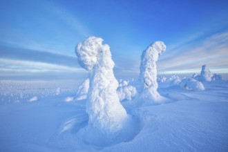Riisitunturi National Park, winter taiga spruce trees covered in heavy frost and snow call Tykky,