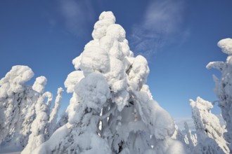 Riisitunturi National Park, winter taiga spruce trees covered in heavy frost and snow call Tykky,