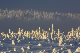 Riisitunturi National Park, Winter sunset in the taiga, spruce trees covered in heavy frost and