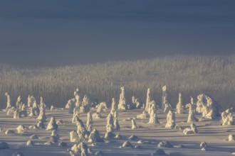 Riisitunturi National Park, winter sunset in the taiga, spruce trees covered in heavy frost and