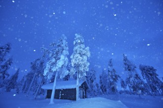 Riisitunturi National Park, snowing during the winter night in the taiga, spruce trees covered in