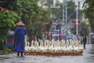 Shepherd herding geese through city streets, Xiapu County, Fujian Province, China, Asia