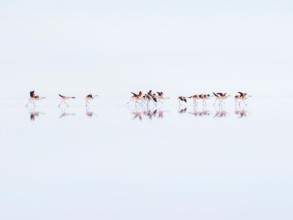 Salar de Uyuni, flamingos taking flight over the world's largest salt flat, Potosí, Bolivia, South