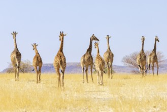 Angolan giraffe (Giraffa camelopardalis angolensis), group walking, Vulnerable species (IUCN Red