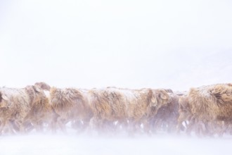 Altai mountains, herd of sheep walking through a snowstorm, Altai province, China, Asia