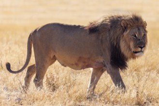 Male lion (Panthera leo), Vulnerable species, IUCN Red List, walking in the savannah, Etosha