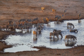 Zebra (Equus quagga), herd drinking at a waterhole, Etosha National Park, Namibia